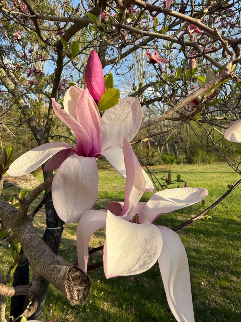 Meet your Posher, Madeline